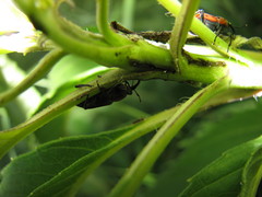 Rhodobaenus tredecimpunctatus