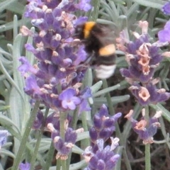 Bombus lucorum