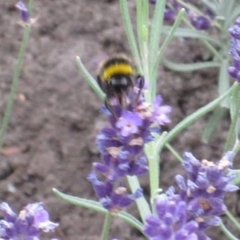 Bombus lucorum