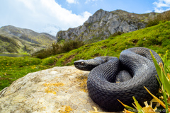 Seoane's Viper photo 3