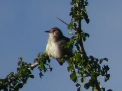 Cisticola chiniana