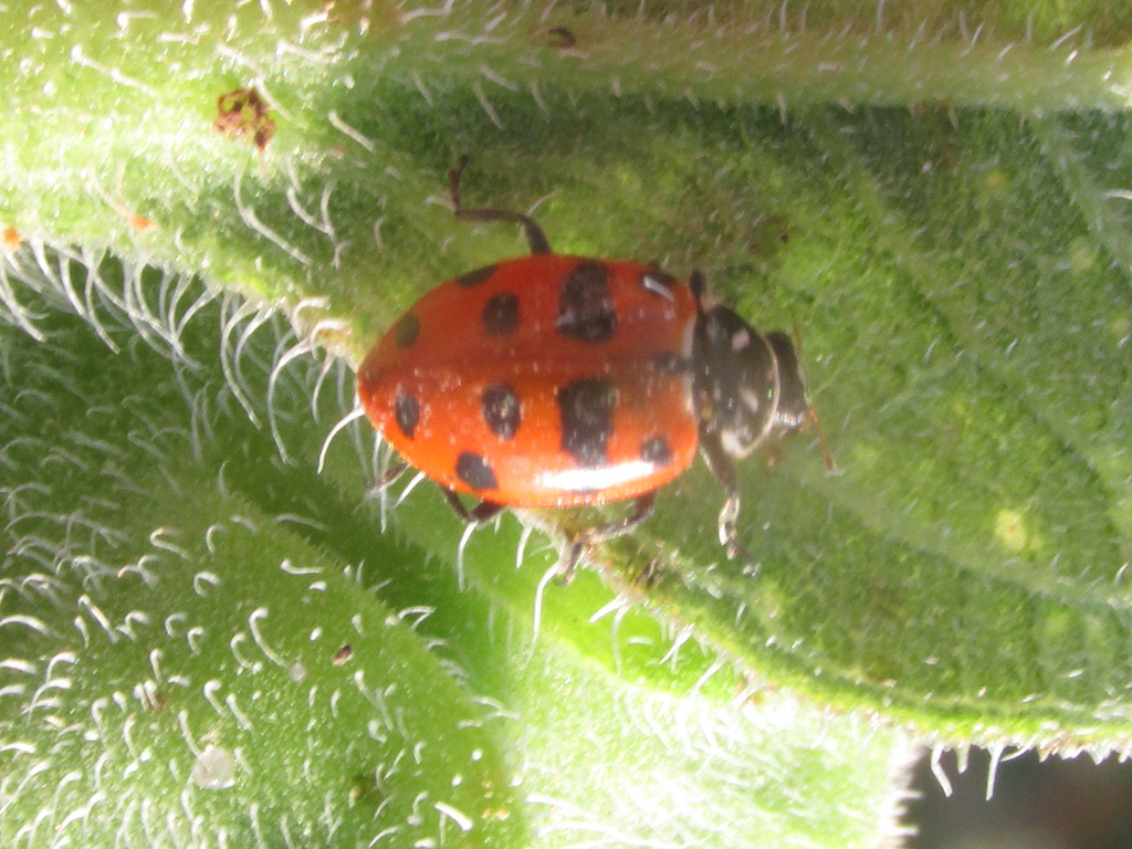 Scarce Convergent Ladybeetle