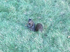 Sciurus carolinensis