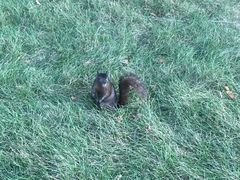 Sciurus carolinensis
