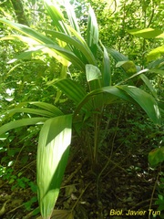 Cryosophila stauracantha