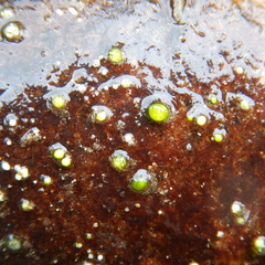 Chaetophora