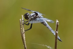 Libellula nodisticta