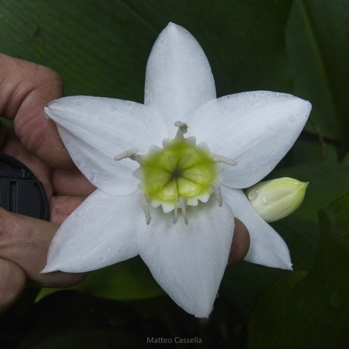 Urceolina amazonica