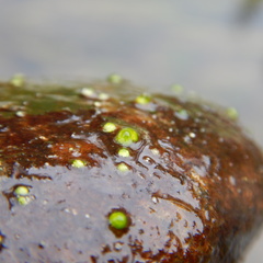 Chaetophora