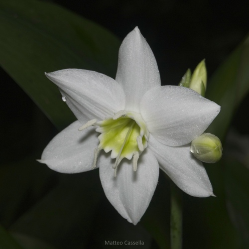 Urceolina amazonica (Linden ex Planch.) Christenh. & Byng