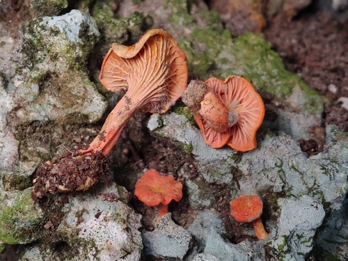 Flamingo Chanterelle (Cantharellus coccolobae)
