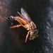 Fiebrig's Stingless Bee - Photo (c) Gustavo Fernando Durán, some rights reserved (CC BY-NC-SA), uploaded by Gustavo Fernando Durán