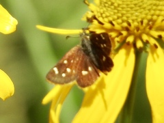 Piruna polingii