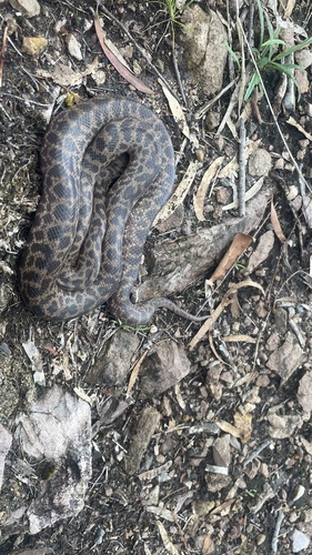 Spotted Python sighting