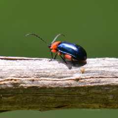 Asphaera abdominalis