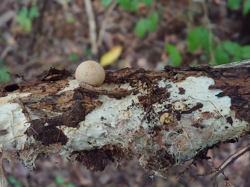 Geastrum