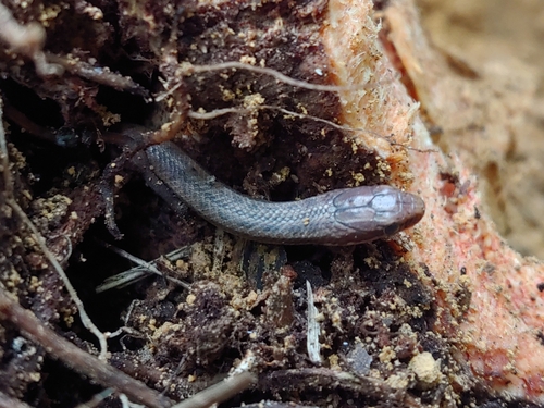 Magliophis stahli