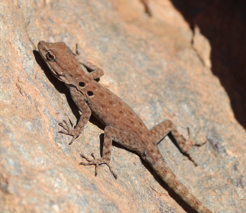 Atlas Day Gecko, Quedenfeldtia moerens