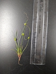 Cyperus squarrosus