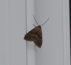 Hypenodes fractilinea