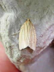 Clepsis clemensiana