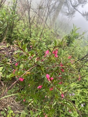 Fuchsia campos-portoi, photograph (c) harrier, some rights reserved (CC BY)