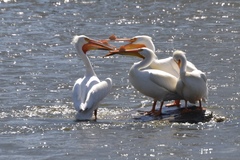 Pelecanus erythrorhynchos