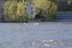 Pelecanus erythrorhynchos