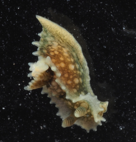 Groene mosdierslak, Menai Strait, Menai Bridge, Wales, GB, photo 5 of 10