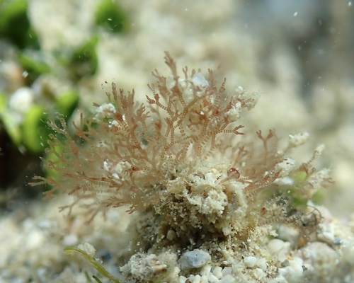 Pseudoceramium clarionense
