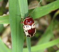 Cryptocephalus mutabilis