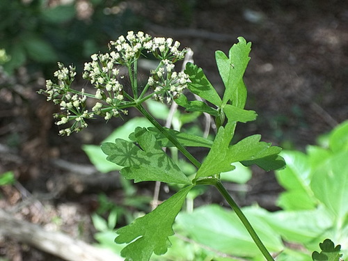 white flowered prairie parsley (Polytaenia albiflora)