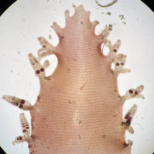 Amansia glomerata
