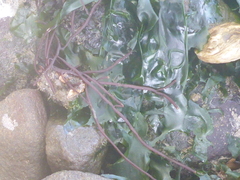 Gracilariopsis