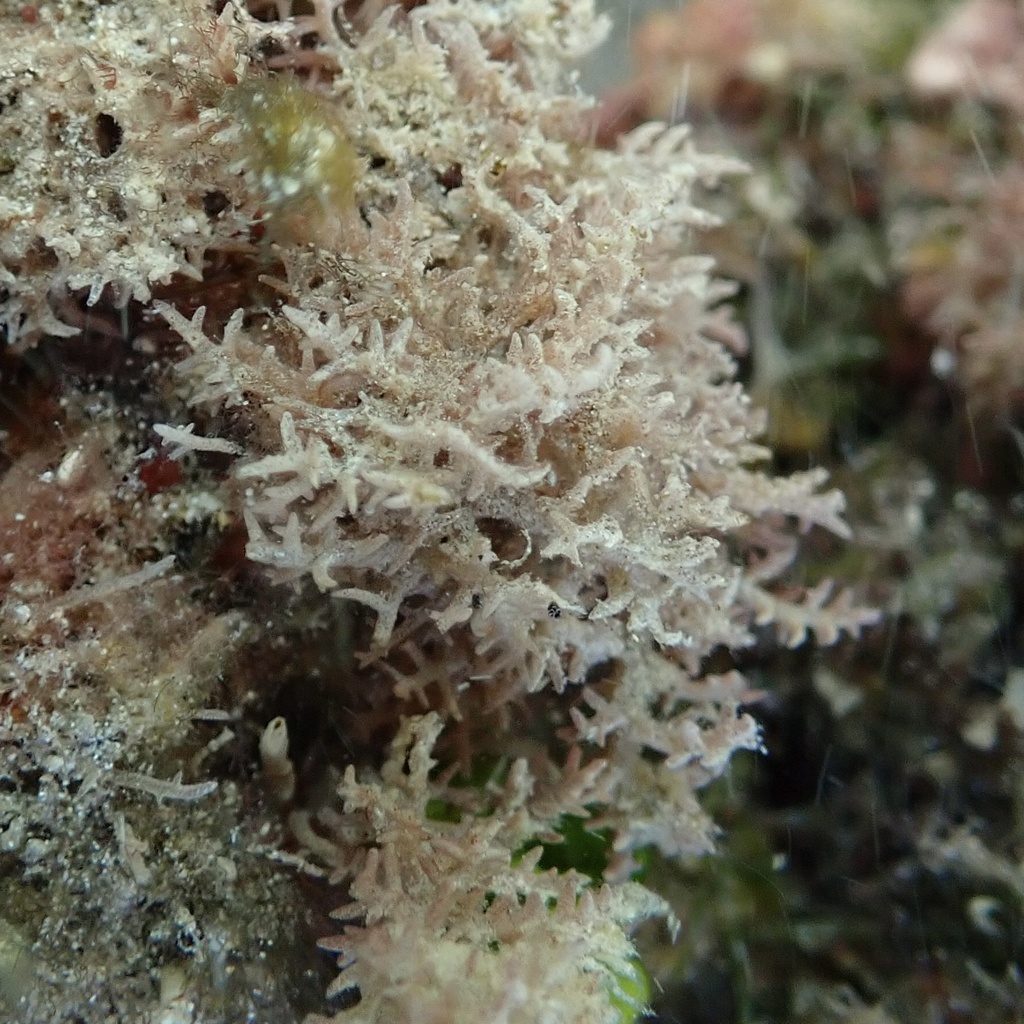 Euptilocladia magruderi