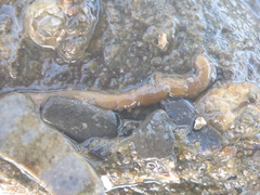 Tubulanus