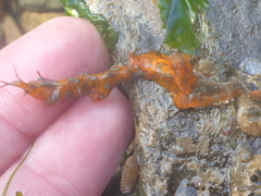 Styelidae