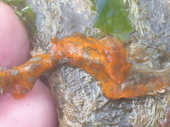 Styelidae