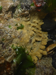 Halichondria panicea