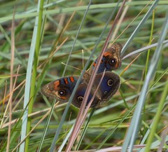 Junonia stemosa