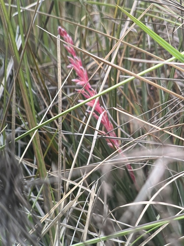 Fernseea itatiaiae, photograph 4