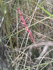Fernseea itatiaiae, photograph (c) harrier, some rights reserved (CC BY)