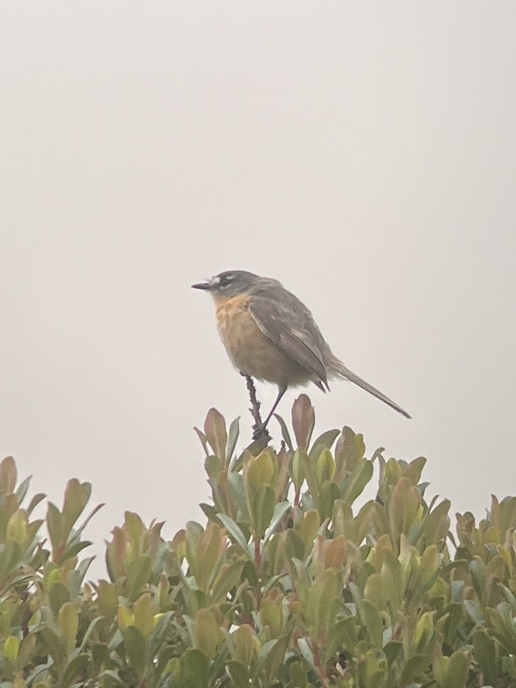 Grey-backed Tachuri (Polystictus superciliaris), photo 9