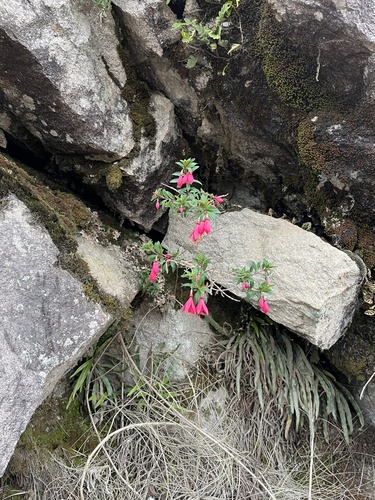 Fuchsia campos-portoi