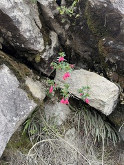 Fuchsia campos-portoi