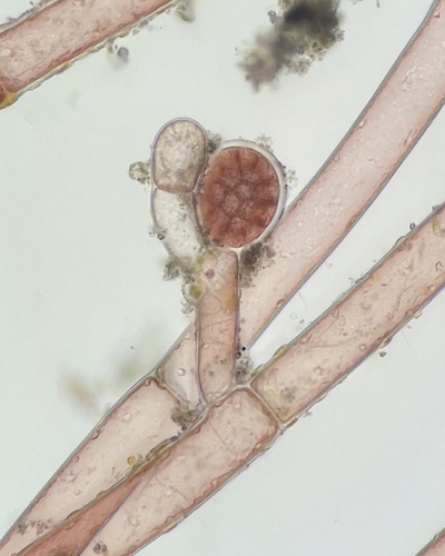 Tiffaniella codicola