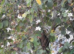 Bauhinia variegata candida
