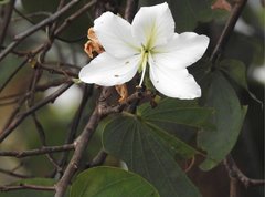 Bauhinia variegata candida
