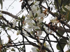 Bauhinia variegata candida