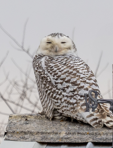 Harfang des neiges, femelle